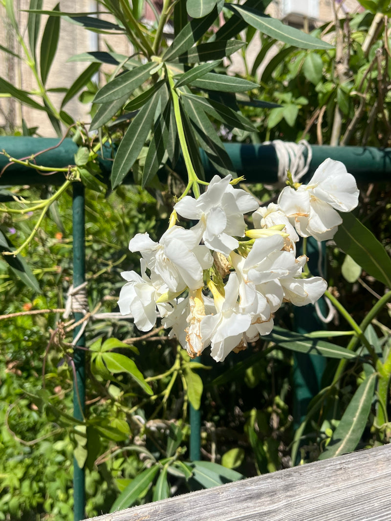 L'image montre des fleurs blanches et des feuilles étroites d'un laurier-rose. La plante pousse dans un jardin devant une structure métallique verte.