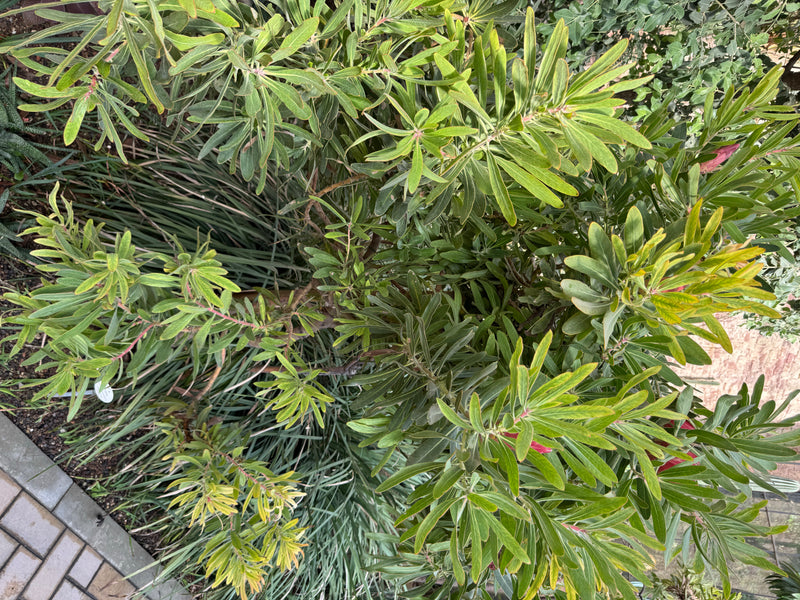 Oleander-Protea — photo 2 sur 2