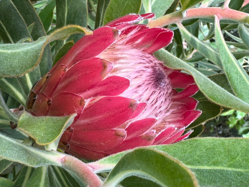 Oleander-Protea — photo 1 sur 2