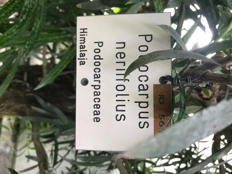 Oleanderblättrige Steineibe — photo 3 sur 3