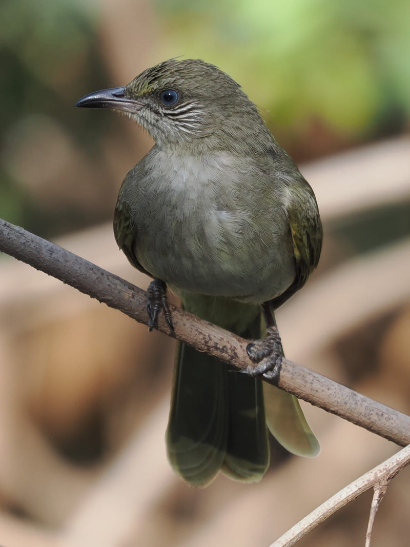 Bulbul à ailes olive — Bild 1