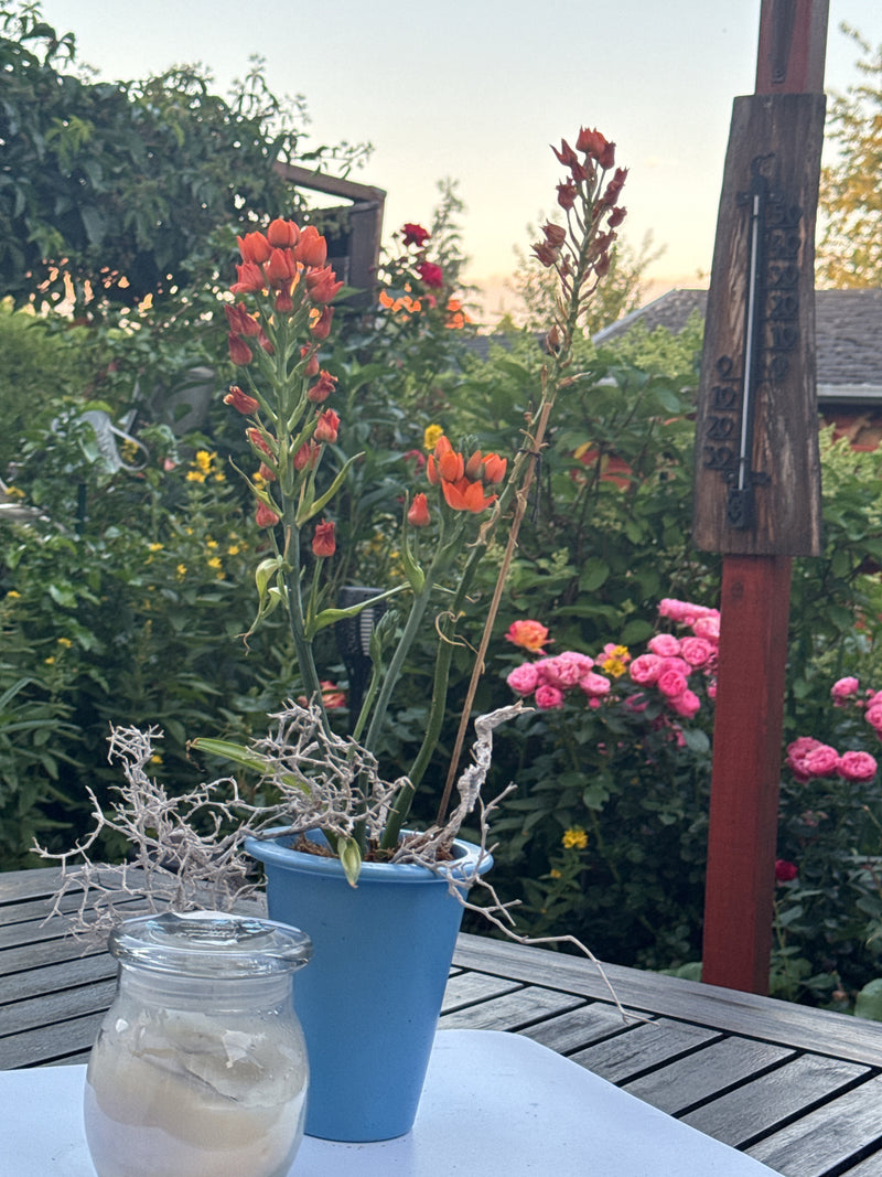Étoile de lait orange — Bild 1
