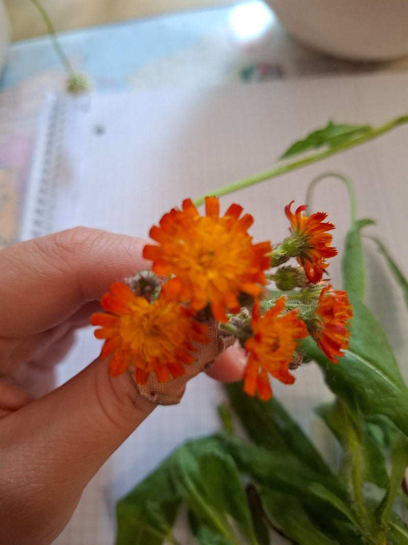 Épervière rouge orangé — Bild 2