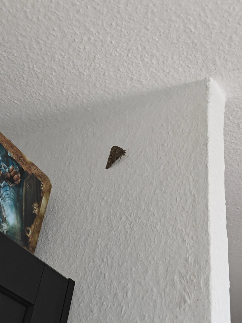 Ruban — Bild 2