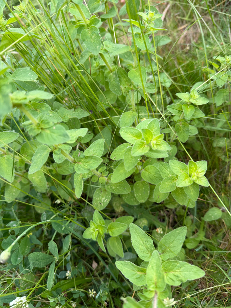 origan — Bild 4