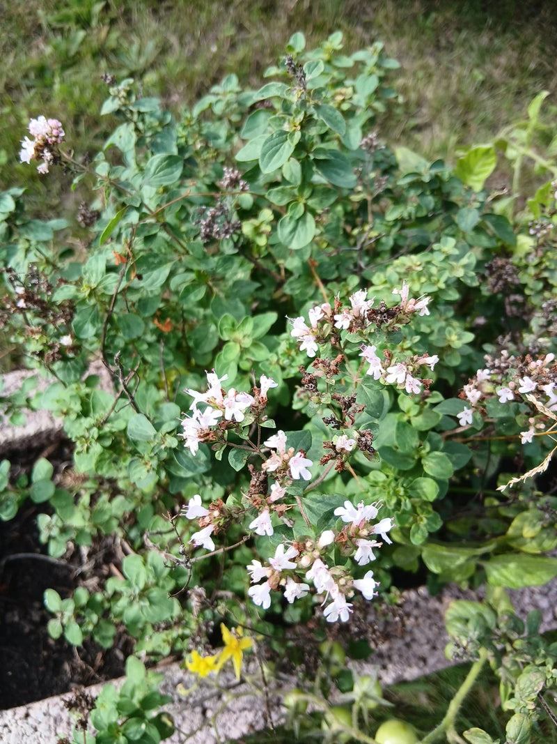 Un plant d'origan en fleurs avec de nombreuses petites fleurs blanc-rosé et des feuilles vertes denses dans un jardin.