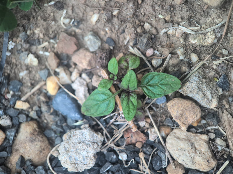 origan — Bild 5
