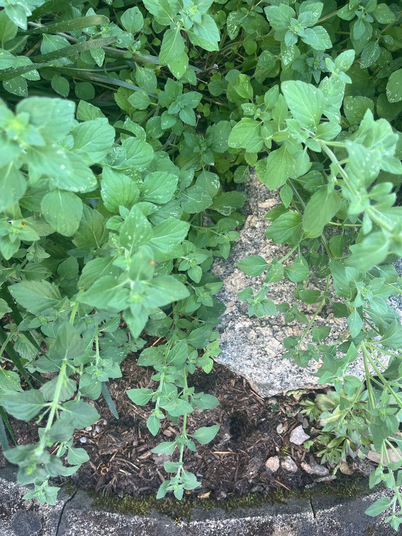 origan — photo 4 sur 21