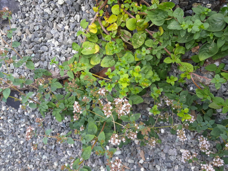 origan — photo 5 sur 21