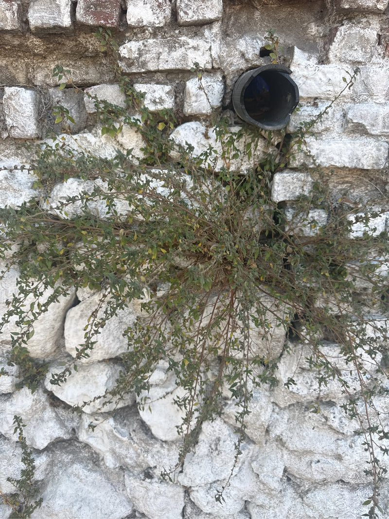 Origan (Dost) — Bild 2