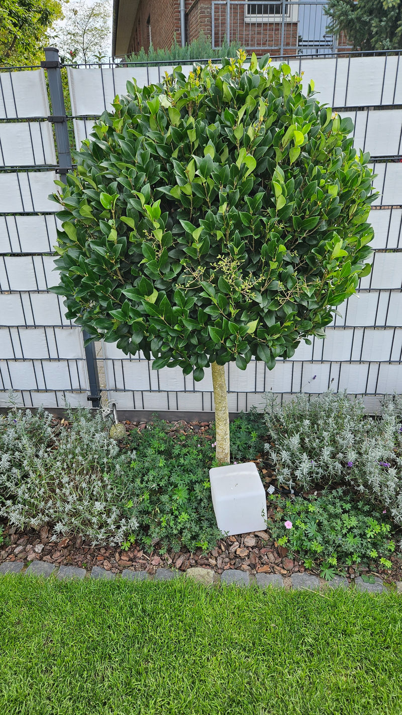 Un troène à feuilles ovales taillé en boule sur tige se dresse dans un parterre de jardin devant une clôture.