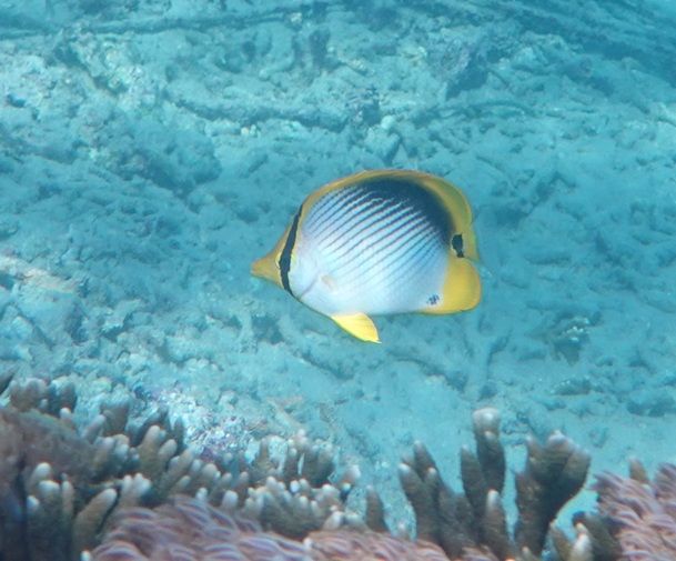 Poisson-papillon ovale — Bild 1