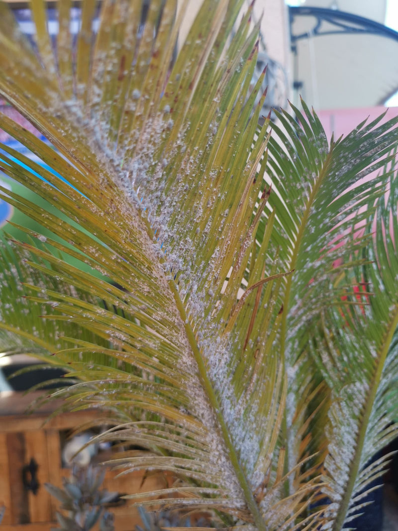 Cochenille cycas — Bild 1