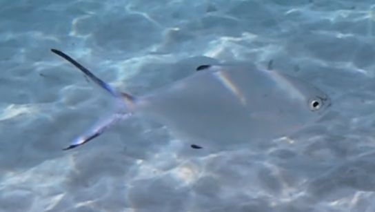Palometa — photo 1 sur 1