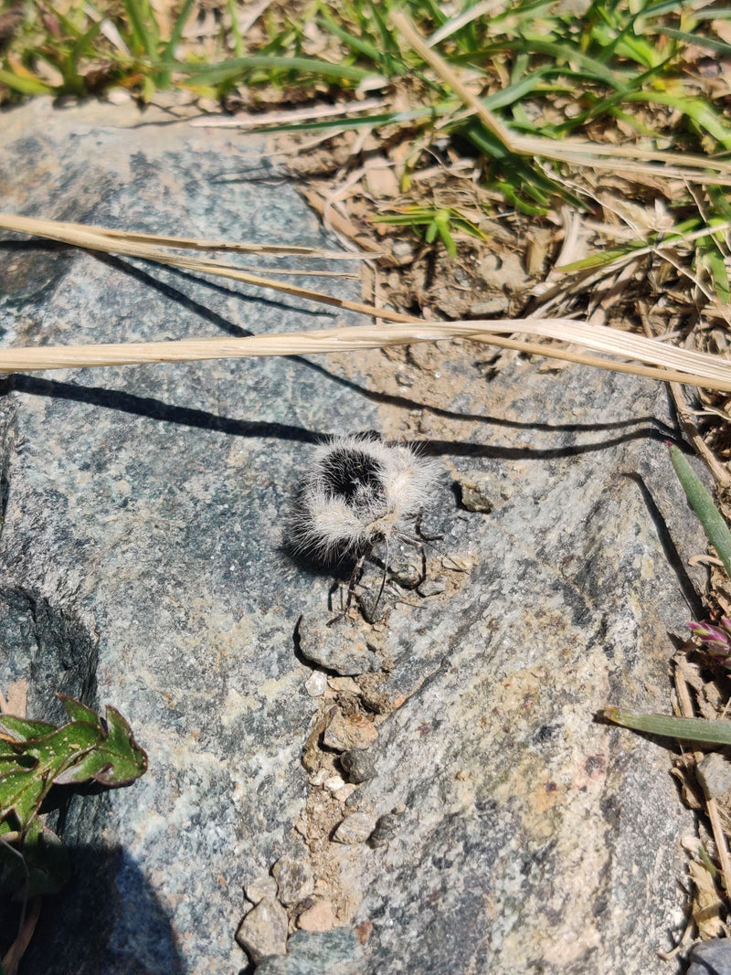 Fourmi panda — Bild 1
