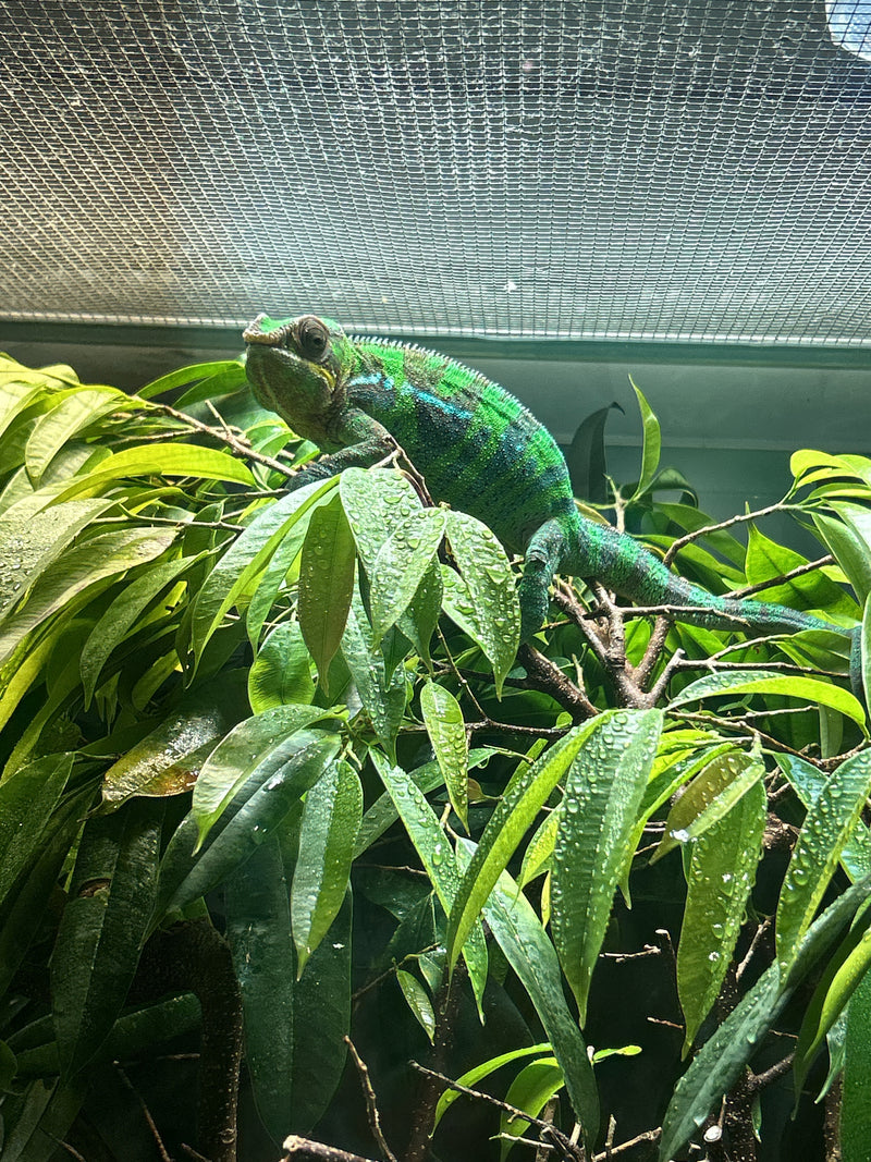 Caméléon panthère — Bild 1