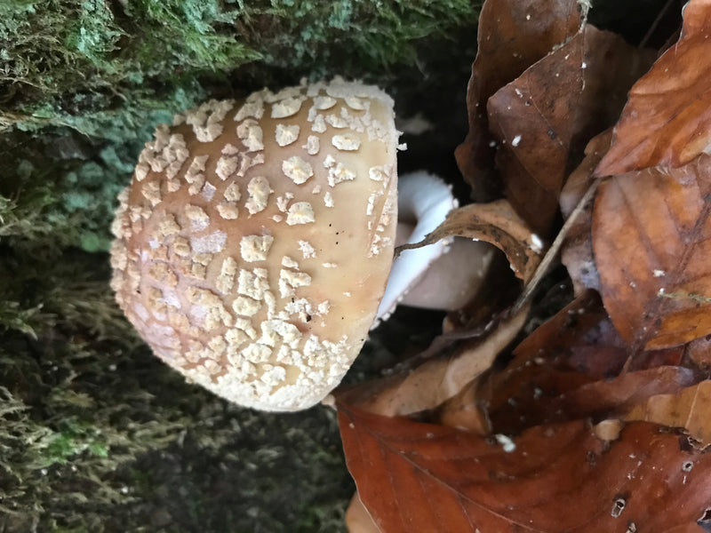 Champignon panthère — photo 3 sur 4
