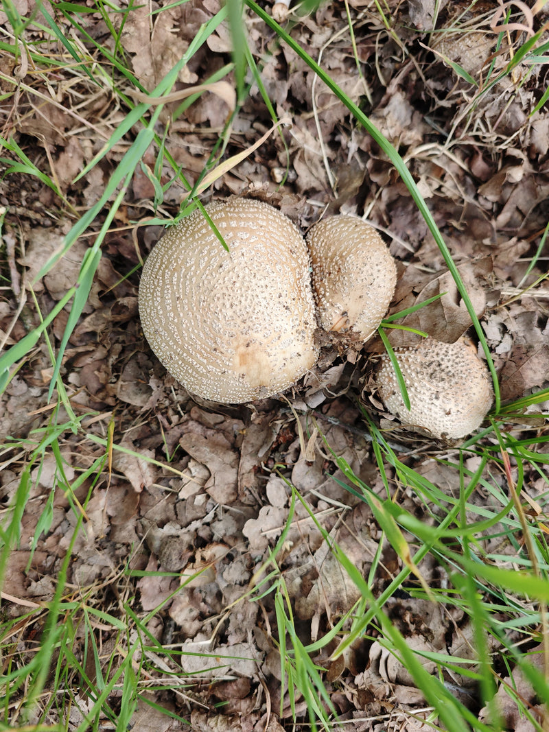 Champignon panthère — Bild 1