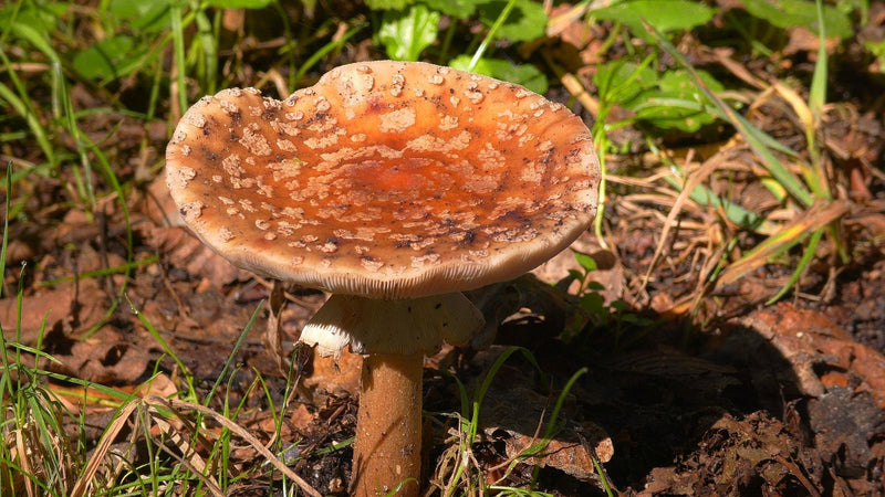 Champignon panthère — photo 2 sur 4