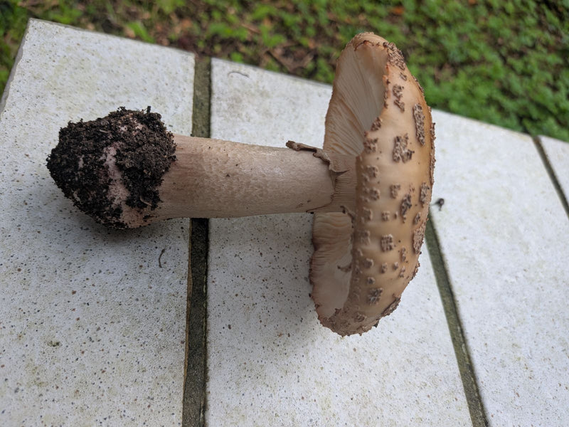 Champignon panthère — photo 4 sur 4