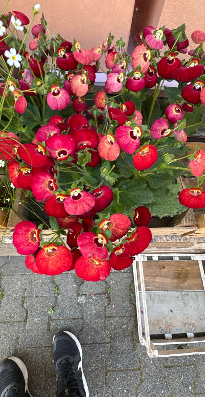 Fleur de pantoufle — Bild 1