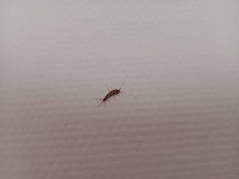 Cténolépisma longicaudata — Bild 1