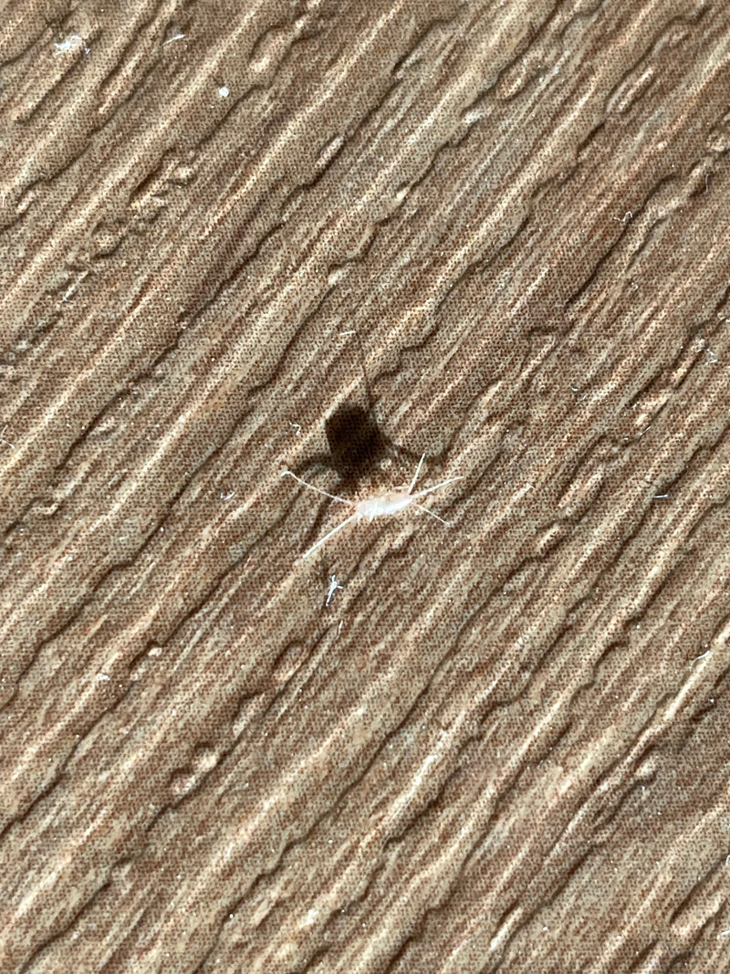 Un seul lépisme est assis sur une surface texturée avec de longs appendices caractéristiques. L'insecte est clairement reconnaissable.