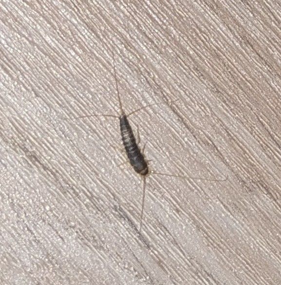 L'image montre un lépisme à longs poils posé sur un sol en bois texturé. L'insecte présente sa forme de corps allongée typique et ses longues antennes.