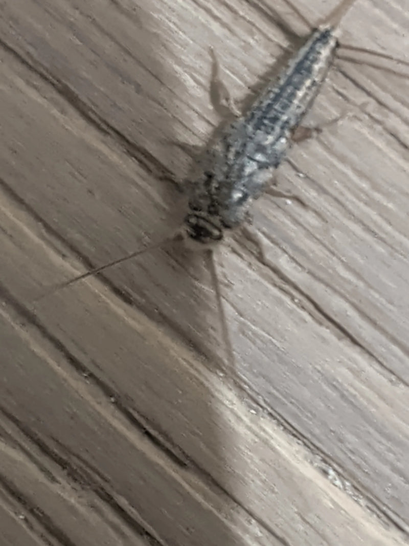 Un poisson d'argent à longue queue (Ctenolepisma longicaudatum) repose sur une surface en bois veiné en vue de dessus.