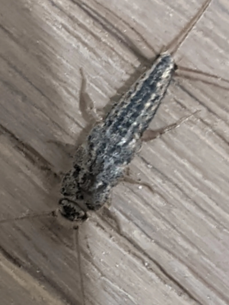 Un poisson d'argent à longue queue (Ctenolepisma longicaudatum) repose vu de dessus sur un sol d'aspect bois.