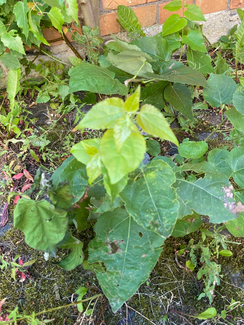 Mûrier à papier — Bild 1