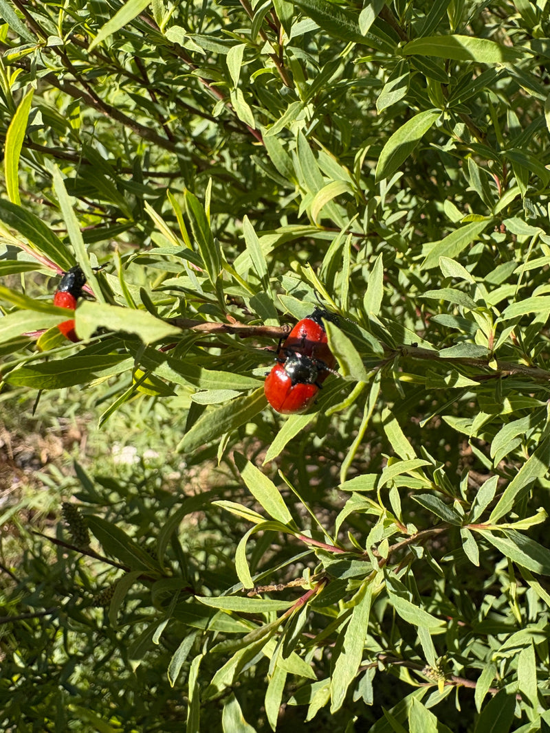 Deux chrysomèles du peuplier, dotées d'élytres rouges caractéristiques et d'un pronotum noir, reposent sur les feuilles vertes d'un arbuste. Elles se trouven...