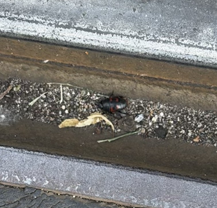 Un chrysomèle du peuplier est assis sur le sol dans une fissure étroite. L'animal est reconnaissable, mais paraît assez petit sur l'image.