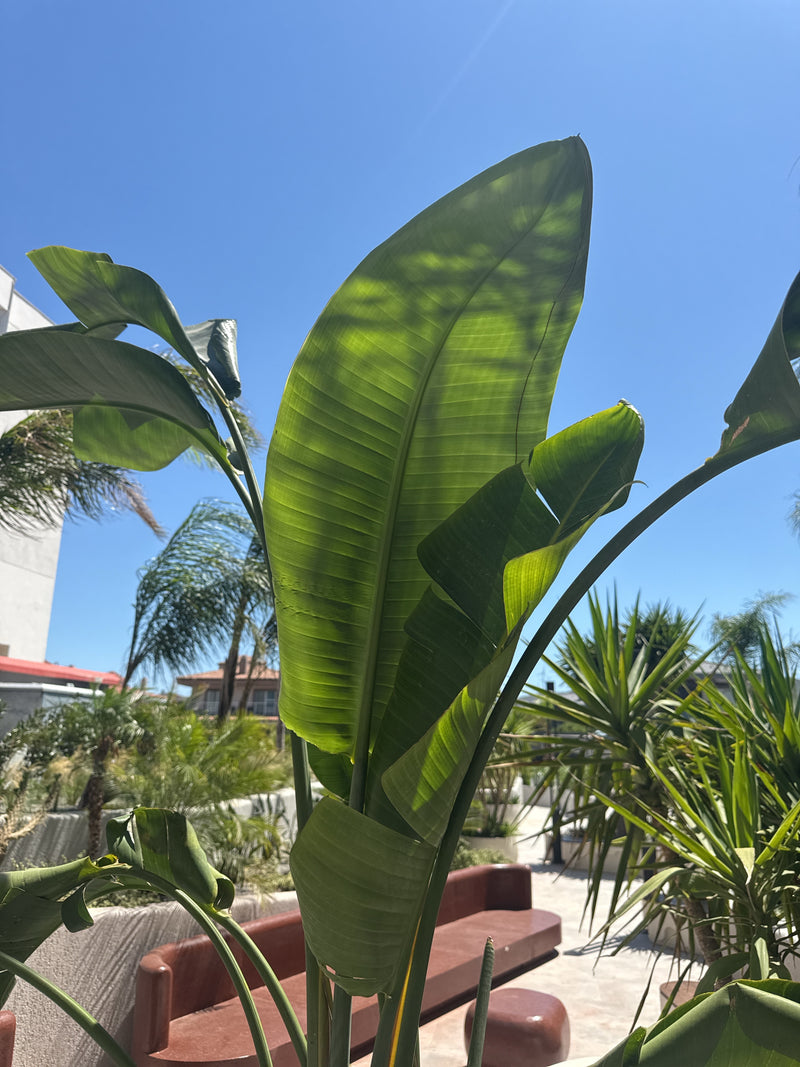 La photo montre les grandes feuilles semblables à des bananiers d'un oiseau de paradis géant s'élevant dans le ciel bleu. La plante se trouve dans un jardin ...