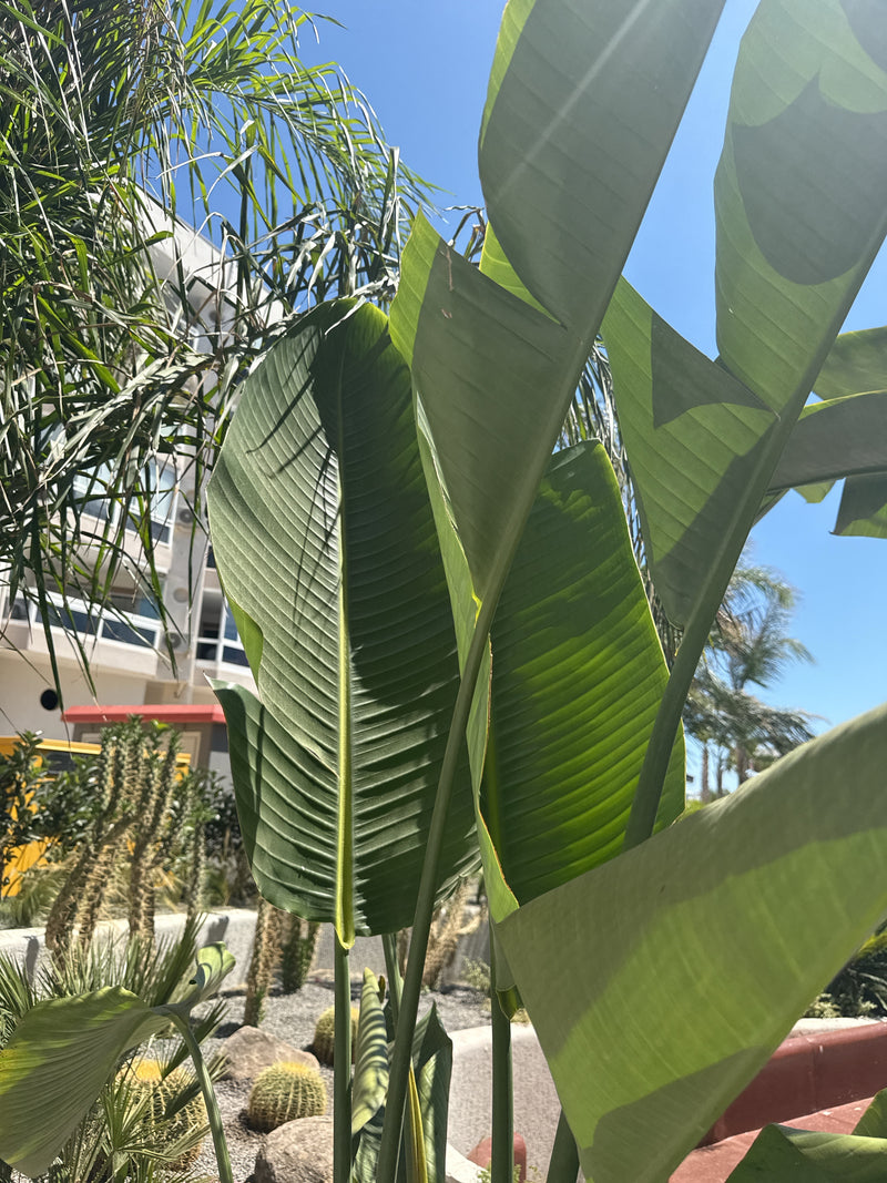 L'image montre les grandes feuilles en forme de bananier d'un oiseau de paradis géant. Elles poussent dans un environnement urbain sous un ciel bleu.