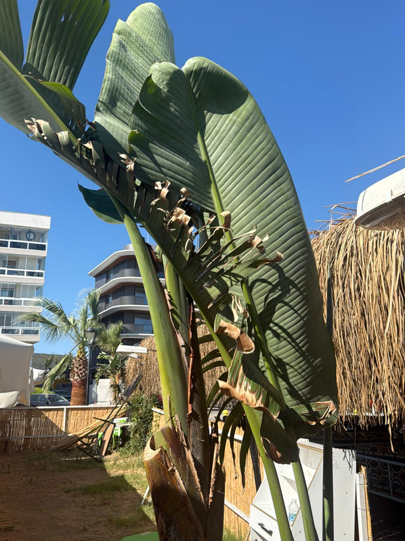 On y voit l'oiseau de paradis géant caractéristique avec ses grandes feuilles semblables à des bananiers et sa tige dressée. La photo montre la plante dans u...
