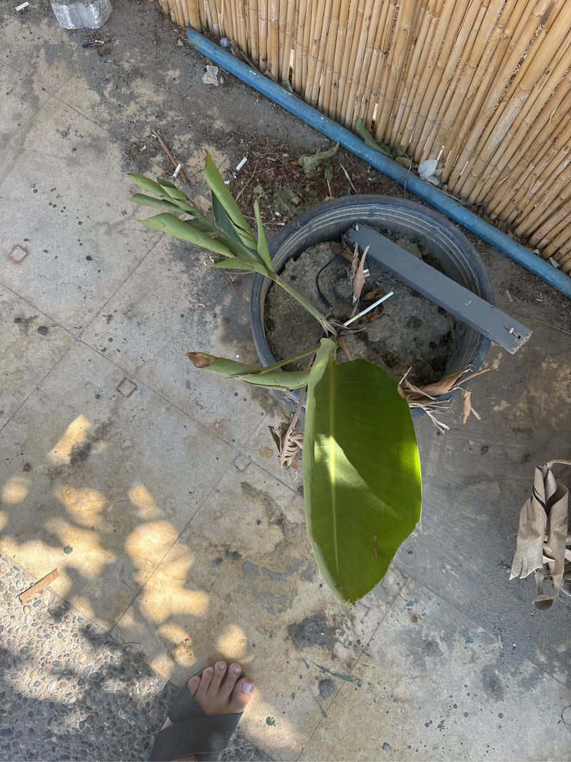 On peut voir un jeune oiseau de paradis dans un pot de fleurs rond sur un sol en pierre. La plante présente des feuilles vertes et dressées.