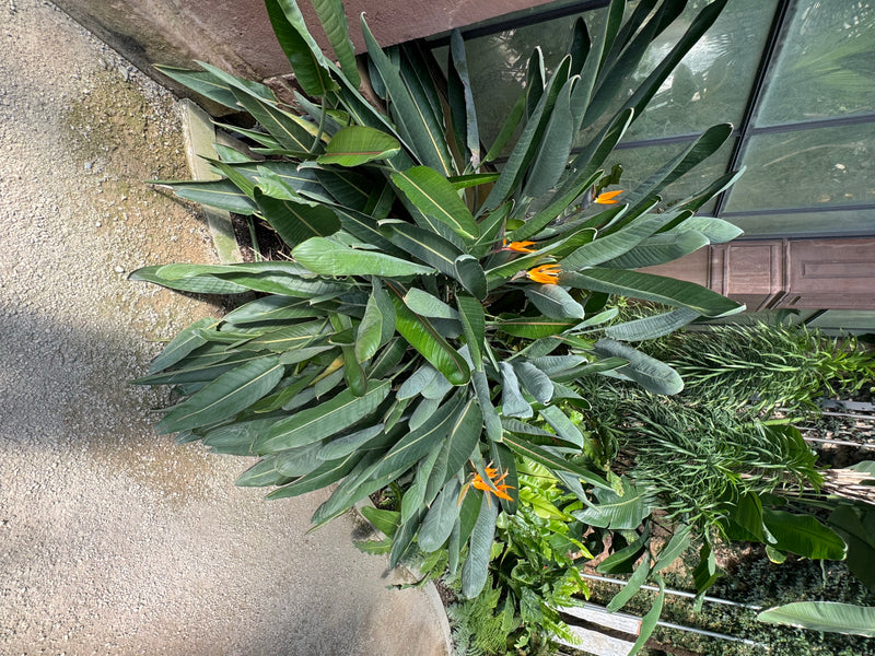 Un oiseau de paradis en fleur avec de nombreuses feuilles allongées et plusieurs inflorescences orangées vues d'en haut.