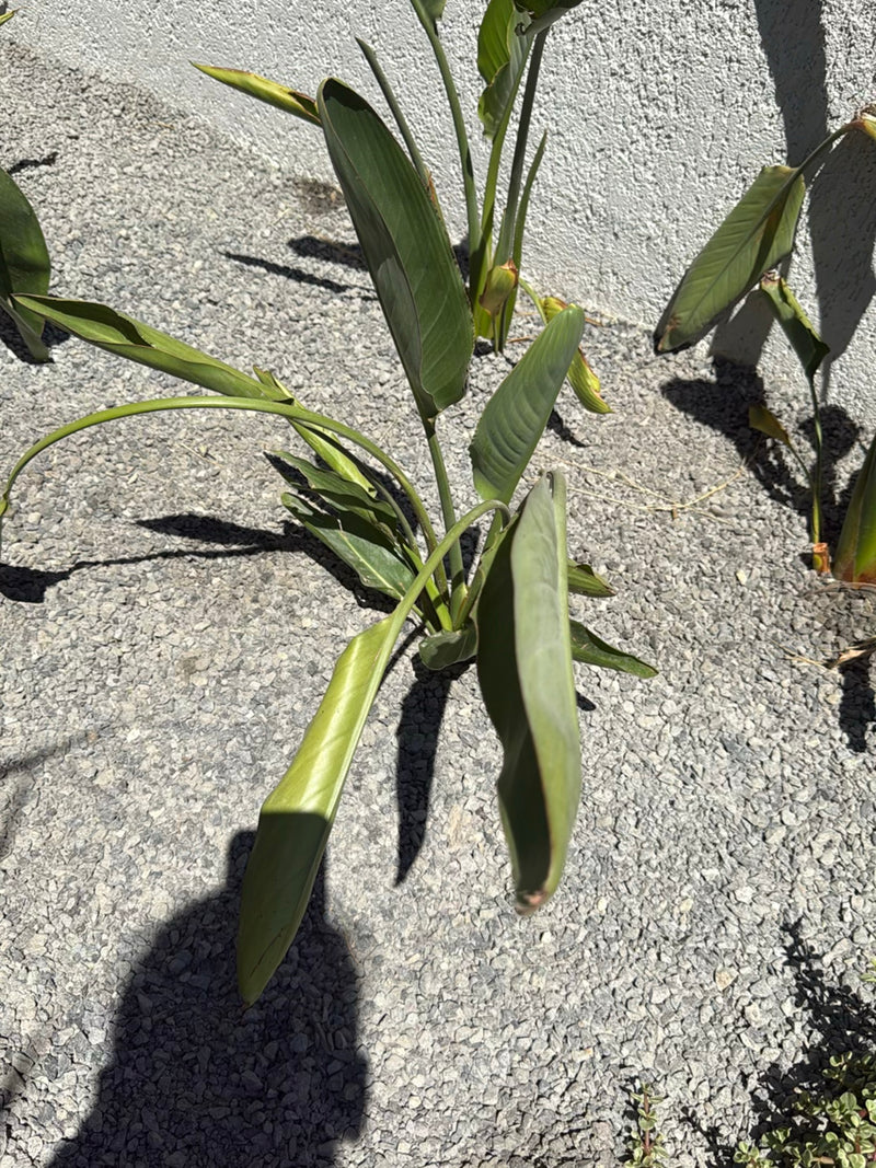 On peut voir un jeune oiseau de paradis avec des feuilles vertes caractéristiques poussant dans un lit de gravier. La plante se trouve en plein soleil devant...