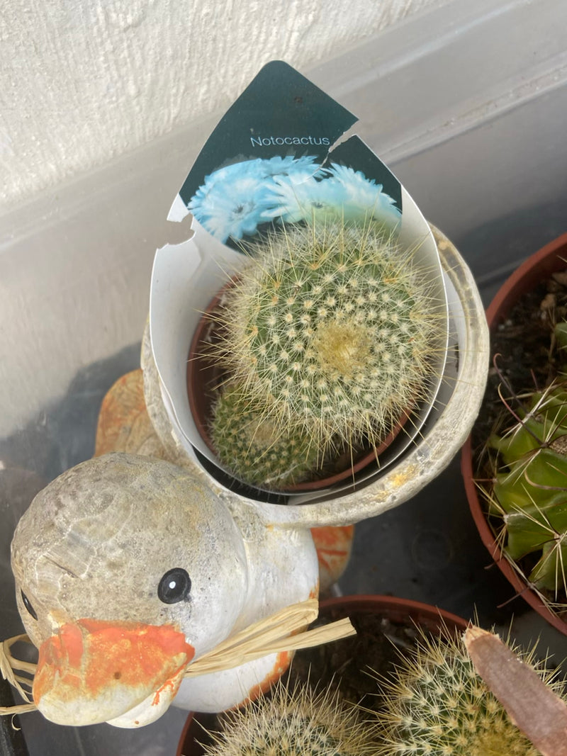 Parodie (Cactus) — Bild 2