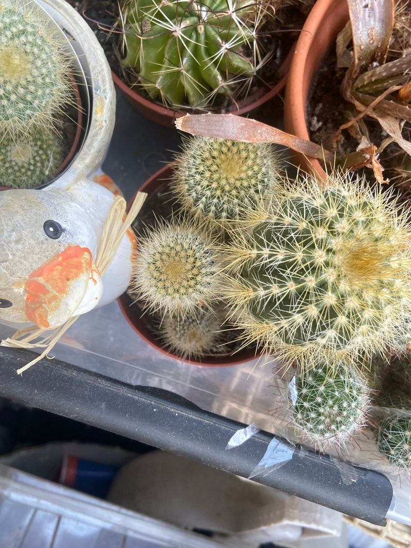 Parodie (Cactus) — Bild 1
