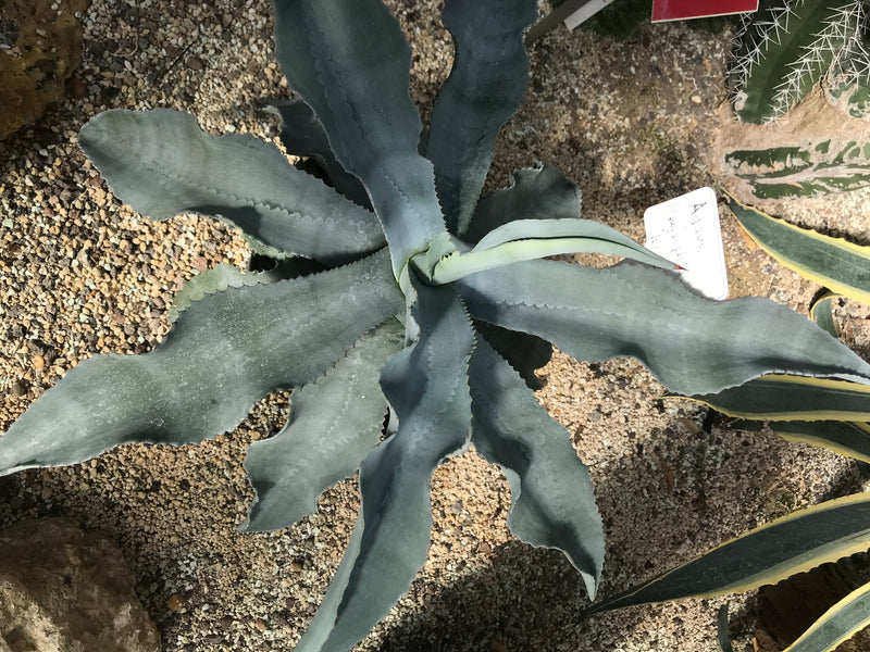 Parry-Agave — photo 2 sur 2