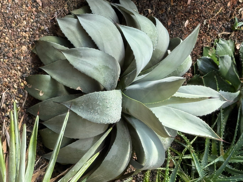 Une agave de Parry aux feuilles bleu-gris-vert densément disposées, vue de dessus sur un sol graveleux.