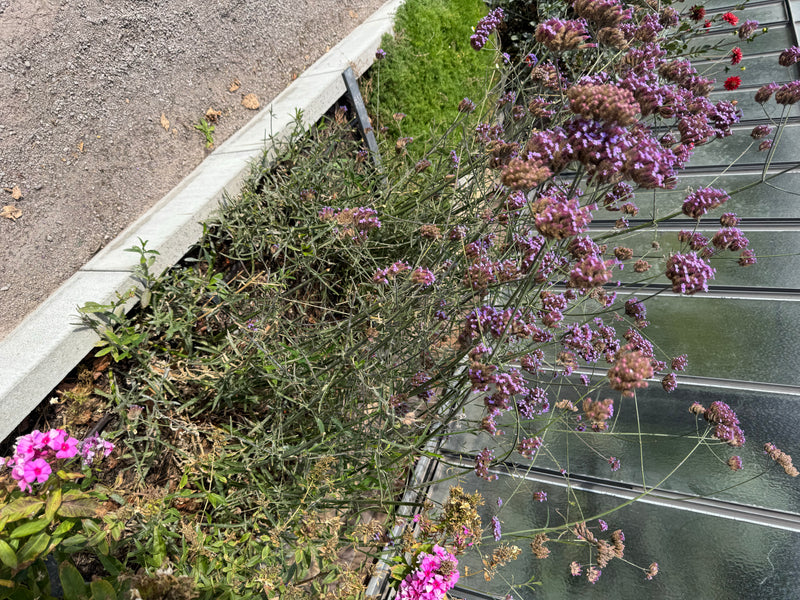 Une verveine de Buenos Aires en fleurs pousse dans un parterre près d'une paroi vitrée.