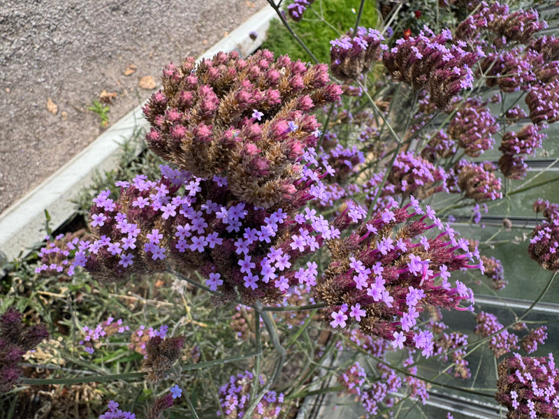 Inflorescences densément ramifiées de verveine de Buenos Aires avec de nombreuses petites fleurs violettes.