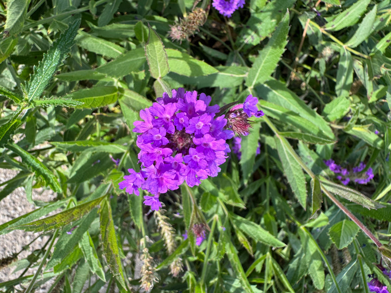 Une inflorescence violette de verveine de Buenos Aires vue de dessus, entourée de feuilles vertes.