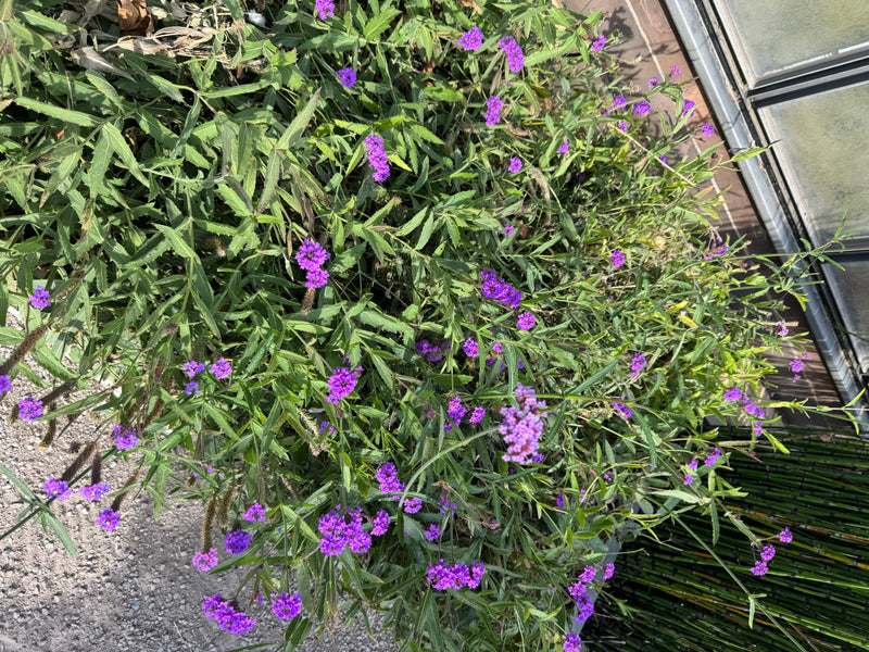 Un massif fleuri de verveine de Buenos Aires avec de nombreuses inflorescences violettes pousse en bordure d'un bâtiment.
