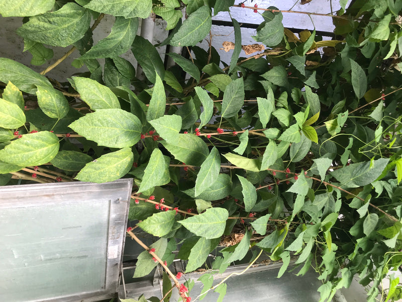Pavonia cauliflora — photo 1 sur 4
