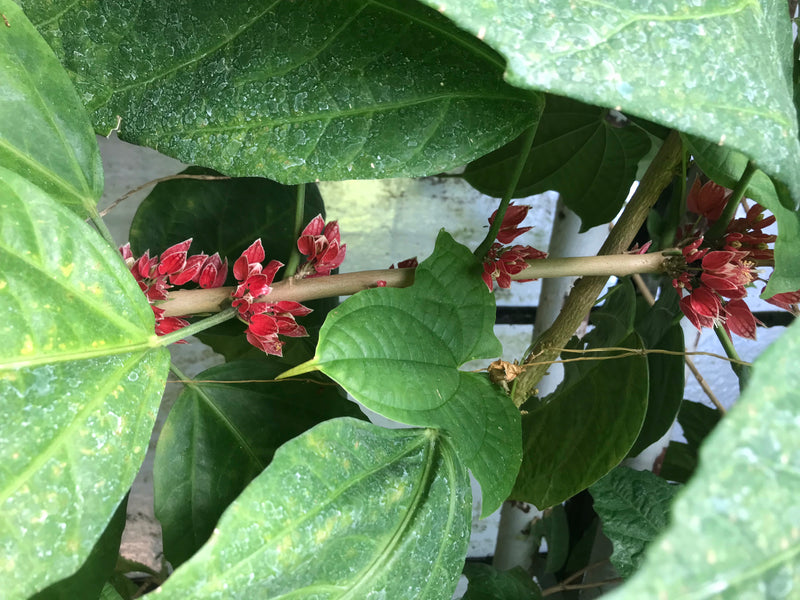 Pavonia cauliflora — photo 4 sur 4