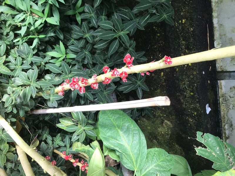 Pavonia cauliflora — photo 2 sur 4